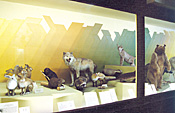 Latvian Museum of Natural History