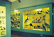 Museum of Zoology of the University of Latvia